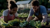 Young diverse couple harvesting fresh vegetables together in organic garden during golden hour sunset farming lifestyle.