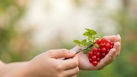 Red currant berries held in child's hand with fresh green leaf, ripe summer fruit harvest ready for cooking, baking, or fresh consumption.