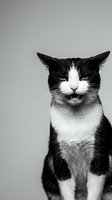 Black and white tuxedo cat portrait on neutral background for pet photography, veterinary clinic marketing, animal shelter adoption campaigns.