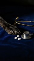 Animal paw with stethoscope and pills on blue fabric. Veterinary medicine, pet healthcare, and animal treatment concept for medical and pharmaceutical design projects.
