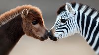 Young brown pony and zebra touching noses in tender moment against blurred background, showing interspecies friendship and animal connection.