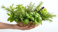 Fresh herbs in wicker basket held by hands on white background. Basil, rosemary, thyme and other culinary plants for cooking and seasoning food.