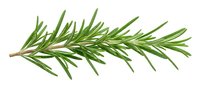 Fresh rosemary herb sprig isolated on white background, ready for culinary, cooking, and food design projects.