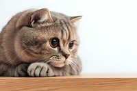 Close up portrait of gray British shorthair cat lying on wooden surface against white background, looking away with thoughtful expression and paw extended.