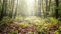 Sunlit forest path with tall trees, green undergrowth, and brown leaf litter creating a serene woodland scene suitable for nature, travel, and environmental design projects.
