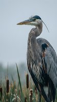 Majestic great blue heron standing in wetland marsh with cattails, showcasing detailed plumage and sharp beak in natural habitat for wildlife photography.