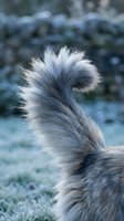Fluffy dog tail wagging outdoors with soft natural lighting and shallow depth of field creating bokeh background for pet care and animal behavior concepts.