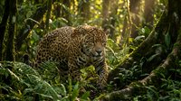 Spotted jaguar prowling through dense tropical rainforest with dappled sunlight filtering through green foliage canopy creating natural wildlife habitat scene.