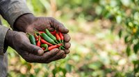 Farmer's hand holding fresh red and green chili peppers harvested from garden, agricultural produce for cooking and seasoning.