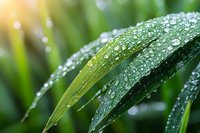 Fresh green grass blades covered in morning dew drops against blurred natural background, macro photography showing water droplets on plant surface.