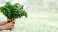 Fresh green kale bunch held in hand against blurred agricultural field background, organic produce for healthy cooking and nutrition.