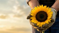 Close-up of male farmer's hands holding vibrant yellow sunflower against sunset sky. Agricultural harvest and sustainable farming concept for editorial and commercial use.