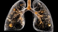 Translucent human lungs filled with glowing golden particles and neural connections on black background, medical science visualization for respiratory health.