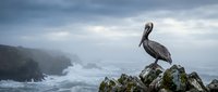 Brown pelican perched on rocky coastal cliff overlooking turbulent ocean waves with dramatic cloudy sky and rugged coastline in background.