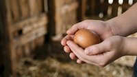 Farmer hands holding fresh brown egg from chicken coop, agricultural production and organic farming concept for food industry.