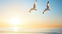 Two seagulls soaring over calm ocean waters at sunset, golden sunlight reflecting on peaceful sea surface creates serene coastal atmosphere.