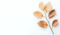 Delicate brown autumn leaves on branch against white background, minimalist botanical composition with natural light and soft shadows.
