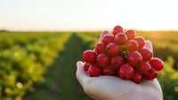 Fresh red grapes held in hand at vineyard during golden hour sunset, showcasing organic fruit harvest in agricultural landscape for healthy eating concepts.