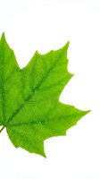 Fresh green maple leaf with detailed veins isolated on white background for nature design projects and botanical illustrations.