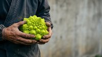 Farmer holding fresh romanesco broccoli with textured green florets in hands outdoors, suitable for agriculture, food, and organic produce marketing.