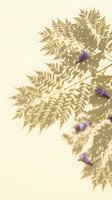 Fern foliage with purple flowers and soft shadows on cream background, ideal for botanical designs and nature-themed projects.