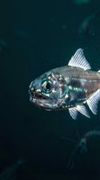 Deep sea fish with iridescent scales swimming in dark ocean waters showcasing marine biodiversity and underwater wildlife photography.