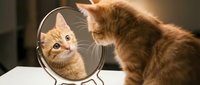 Orange tabby kitten looking at reflection in round mirror on white surface, self-awareness and curiosity concept for pet care and animal behavior content.