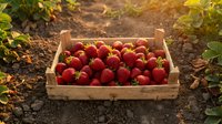 Fresh ripe strawberries in wooden crate on garden soil during golden hour harvest time for organic farming and healthy eating concepts.