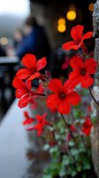 Vibrant red geranium flowers with water droplets against blurred background, selective focus highlighting delicate petals and natural morning dew.