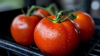 Fresh ripe tomatoes with water drops on dark background, macro shot showing detailed texture and natural moisture on red glossy skin.