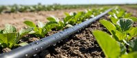 Drip irrigation system watering young vegetable seedlings in agricultural field, sustainable farming technology for efficient water management and crop growth.