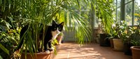 Young black and white cat exploring lush green plants in sunny greenhouse conservatory with potted foliage and natural light for pet, gardening, and botanical content.