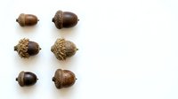 Acorns with caps isolated on white background, arranged in rows. Suitable for nature designs, autumn graphics, educational materials, and seasonal projects.