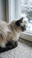 Siamese cat with dark points sitting on windowsill looking out at snowy winter landscape through frosted glass pane, indoor pet watching outdoor weather.