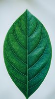 Close-up of a vibrant green leaf displaying intricate vein patterns and natural texture against a neutral background. Suitable for botanical, nature, and environmental design projects.