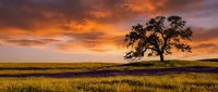 Solitary oak tree stands majestically in golden grassland field under dramatic orange sunset sky with rolling hills creating peaceful rural landscape.