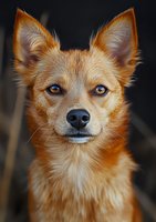 Close-up portrait of an alert red fox-like dog with bright blue eyes and pointed ears against dark background, showing intelligent expression and fluffy fur.