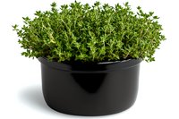 Fresh organic thyme herb growing in round black pot isolated on white background, aromatic culinary herbs for cooking and garnish.