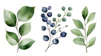 Watercolor botanical set with green leaves and blue berries branches isolated on white background for natural design projects and decorative elements.