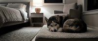 Siberian husky dog resting on carpet in modern bedroom with gray bedding and contemporary furniture. Cozy pet relaxation at home interior scene.
