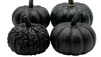 Four dark black and green pumpkins of various shapes and textures isolated on white background, perfect for Halloween and autumn seasonal designs.