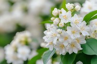 White jasmine flowers blooming on green branch with soft blurred background for spring garden and nature themes.