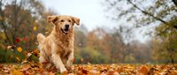 Happy golden retriever dog running through colorful autumn leaves in park with trees and foliage background during fall season outdoor activity.