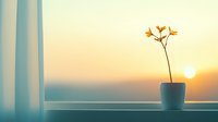 Minimalist home decor with small potted plant on windowsill during golden hour sunrise, creating peaceful morning atmosphere for interior design concepts.