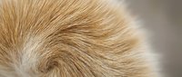 Close-up macro view of golden brown animal fur texture showing natural hair patterns and soft organic fibers for nature and wildlife design projects.