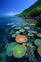 Vibrant coral reef formations in crystal clear tropical waters, with colorful circular coral patterns against deep blue ocean and lush green mountainside background.