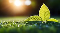 Fresh green leaves with morning dew drops in sunlight. Natural macro photography showing plant growth, environmental concept and spring awakening in garden.