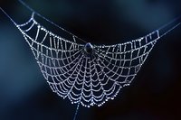 Delicate spider web covered in morning dew drops against dark blue background, creating natural geometric pattern of glistening water beads on silk strands.