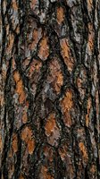 Close-up of weathered tree bark with deep fissures, peeling layers in brown and gray tones, and natural texture patterns. Suitable for nature backgrounds, environmental design, and woodland themes.