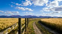 Rural dirt road with wooden fence leading through golden wheat field toward distant mountains under dramatic cloudy blue sky in countryside landscape.